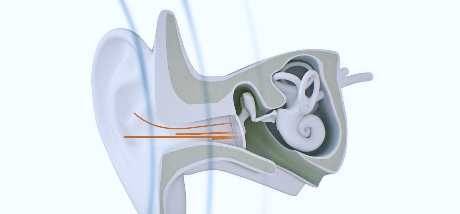 Ear anatomy video thumbnail.