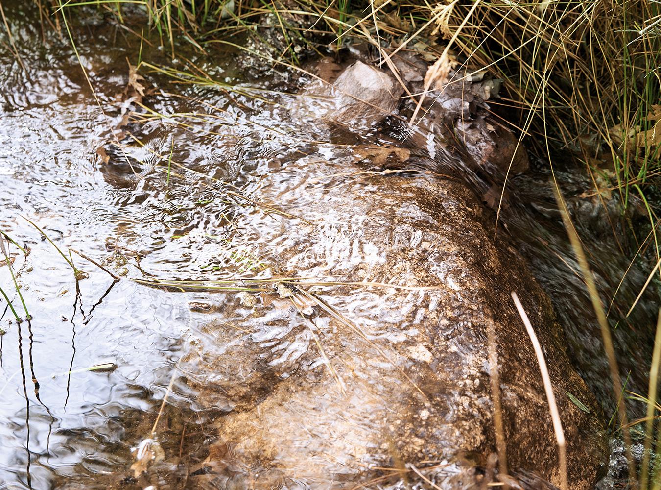 Running water in the forrest
